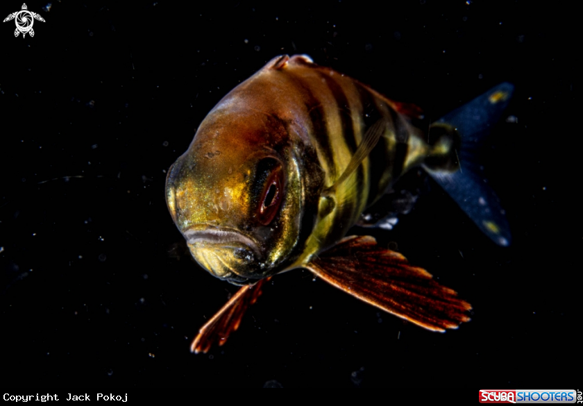 A Jackfish