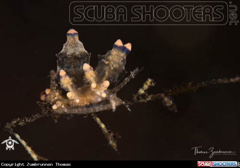 A Nudibranch 