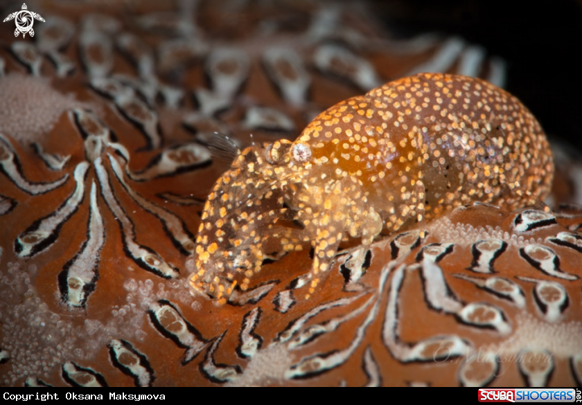 A Ascidian Shrimp (Periclimenaeus sp.)