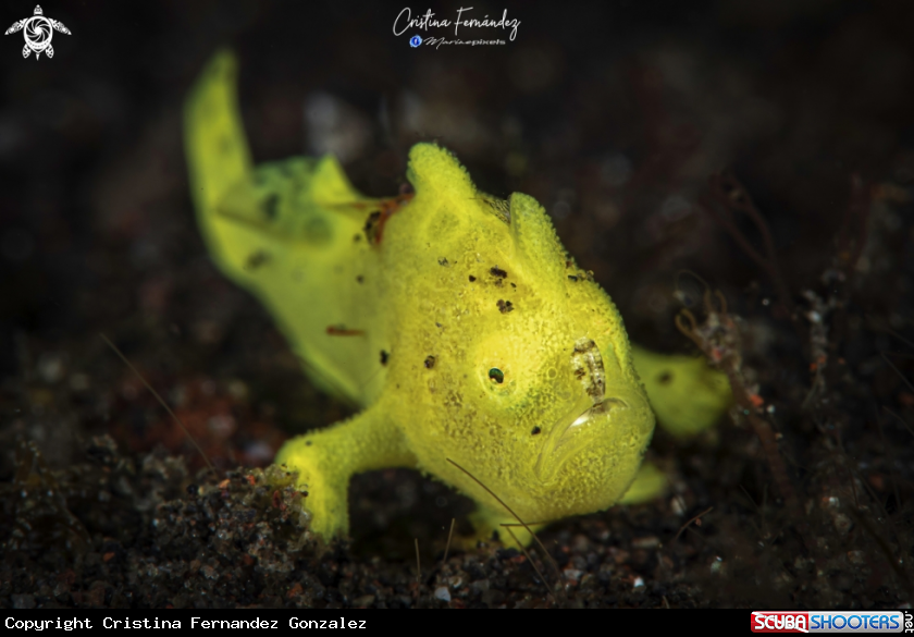 A Painted Frogfish