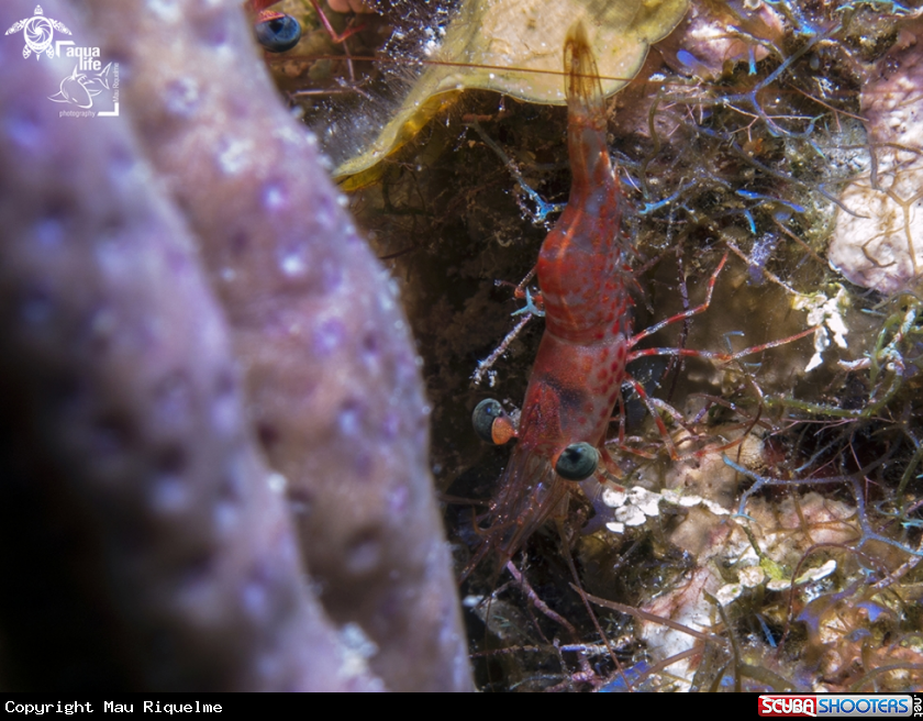 A Red Night Shrimp