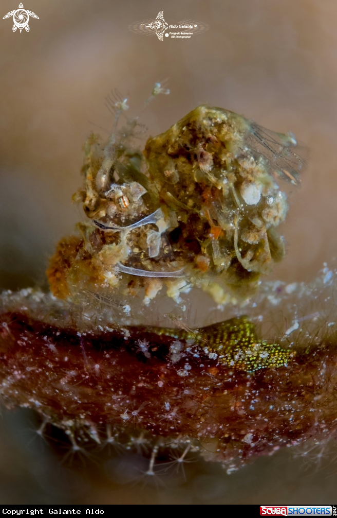 A Two-Band Hairy Shrimp 