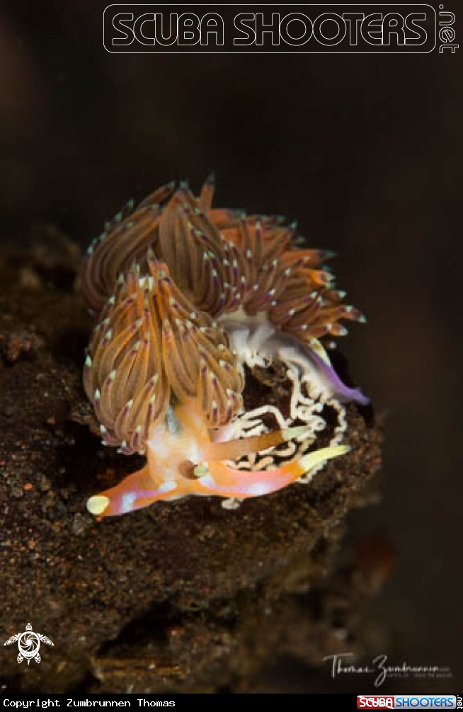 A Nudibranch 