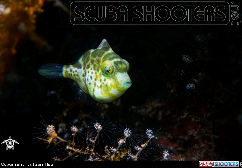 A Mimic filefish