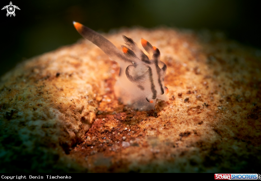 A NUDIBRANCH