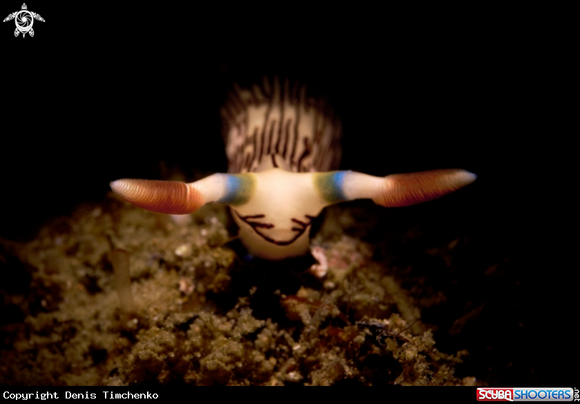 A NUDIBRANCH