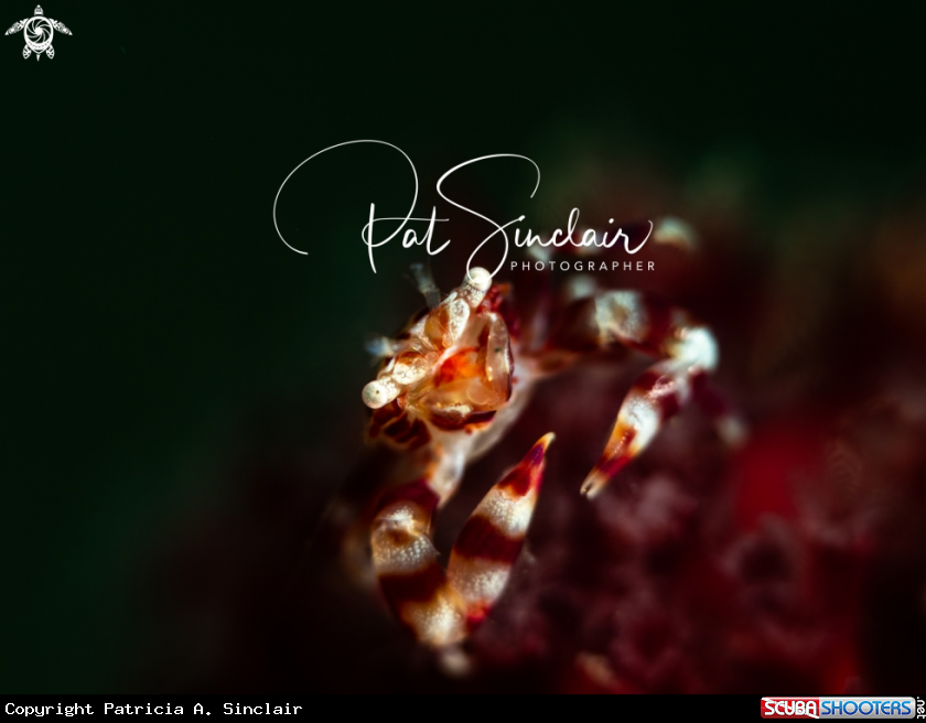 A porcelain crab