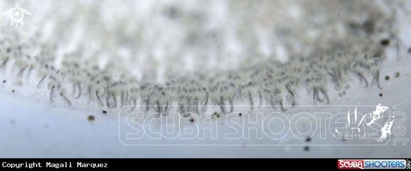 A Yellow Goby  eggs 