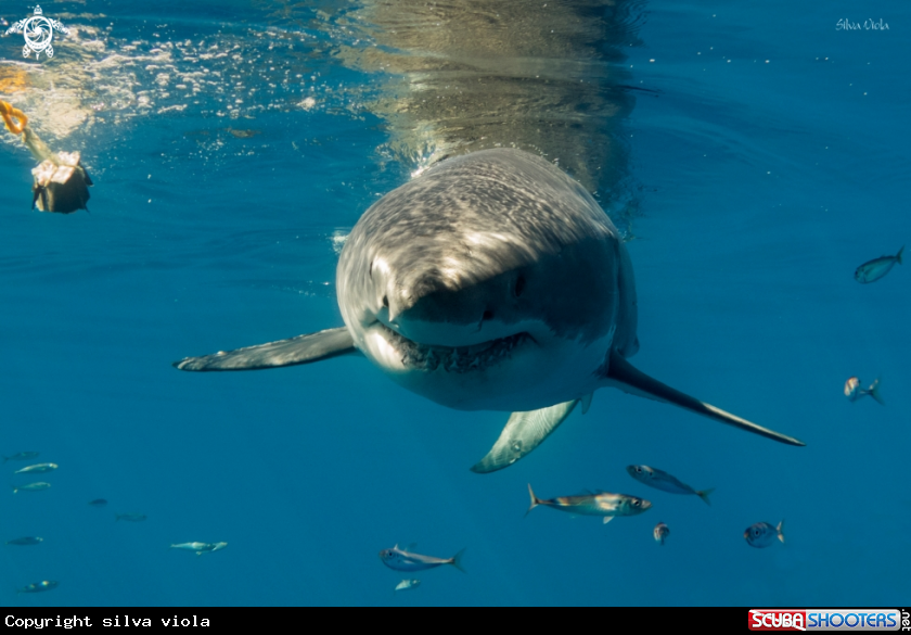 A Great White Shark