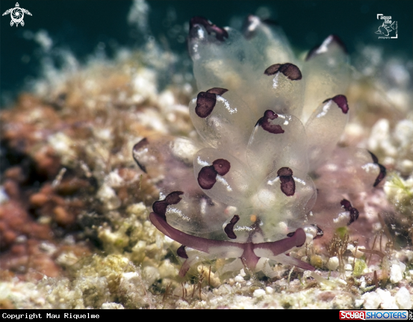 A Harlequin Glass Slug