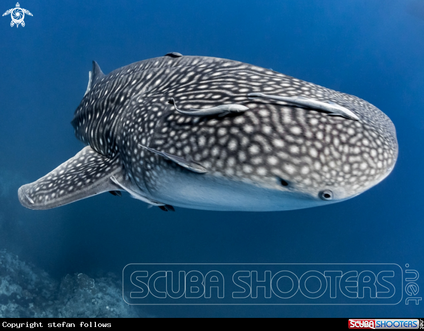 A Whale Shark