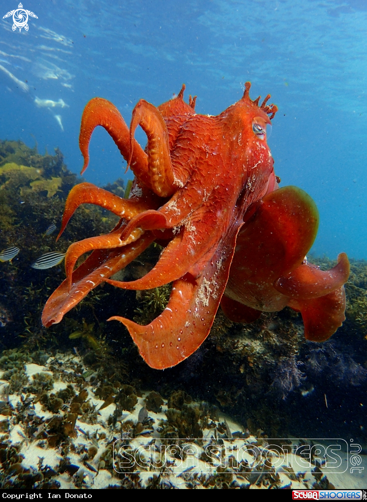 A Australian giant cuttlefish