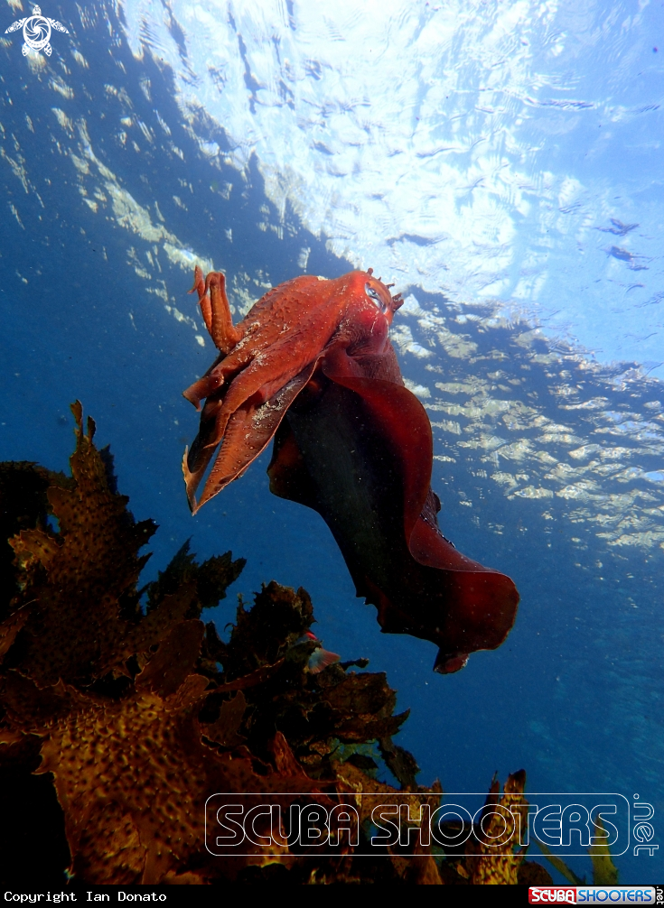 A Australian giant cuttlefish