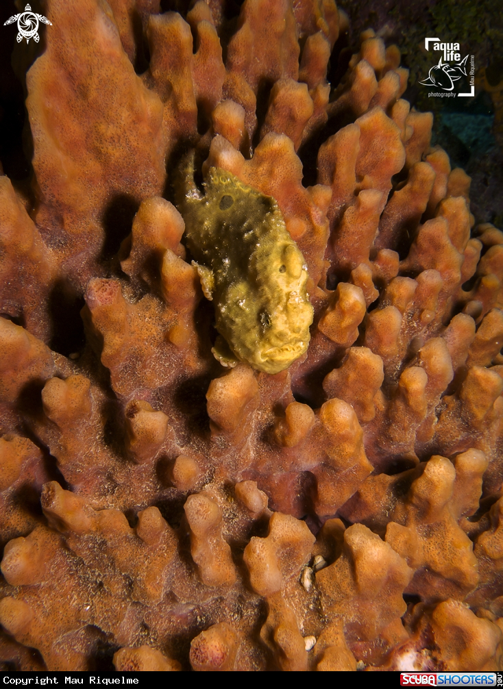 A Longlure Frogfish