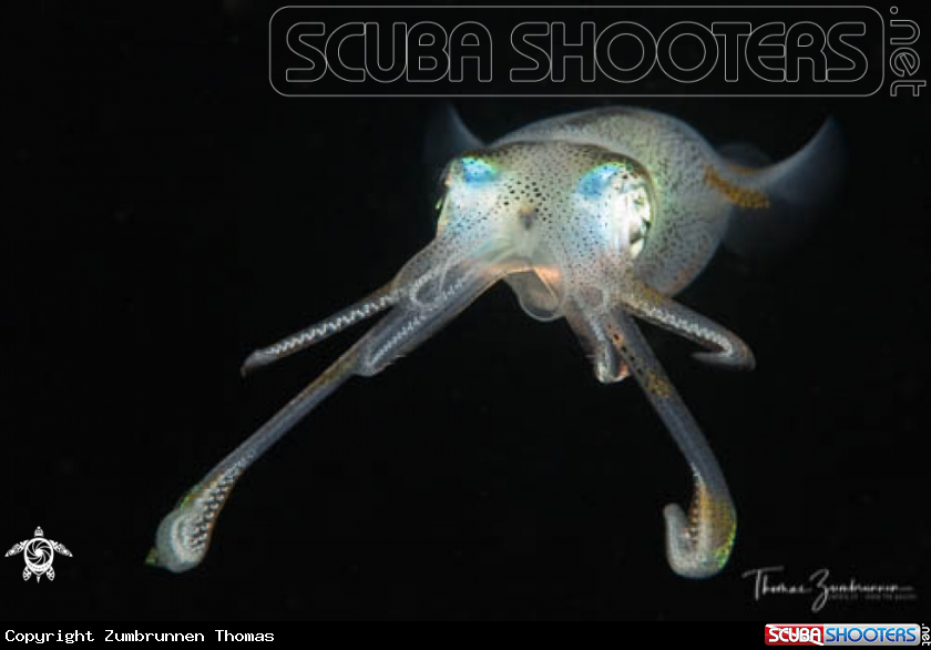 A Squid 