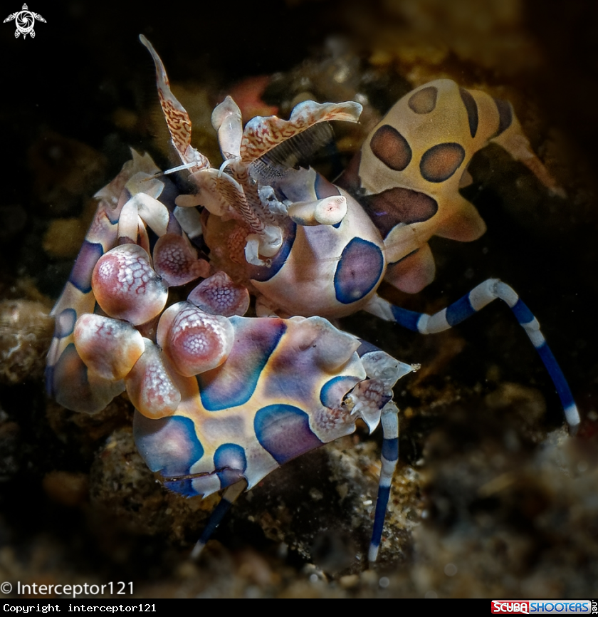 A Harlequin Shrimp