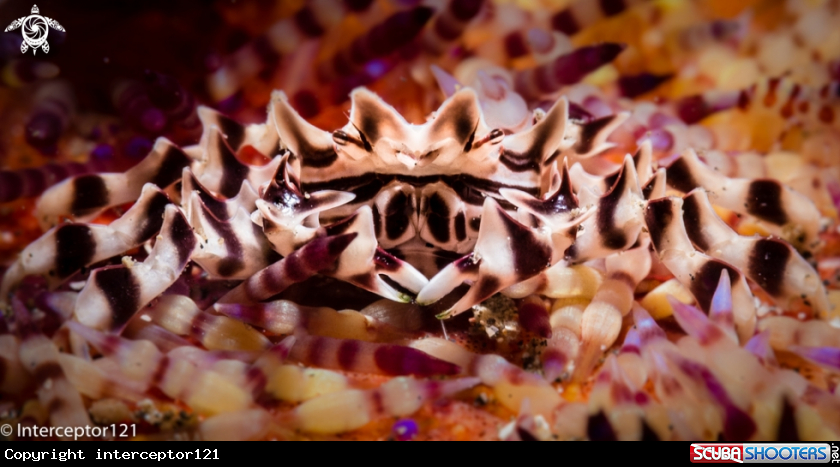 A Zebra Crab
