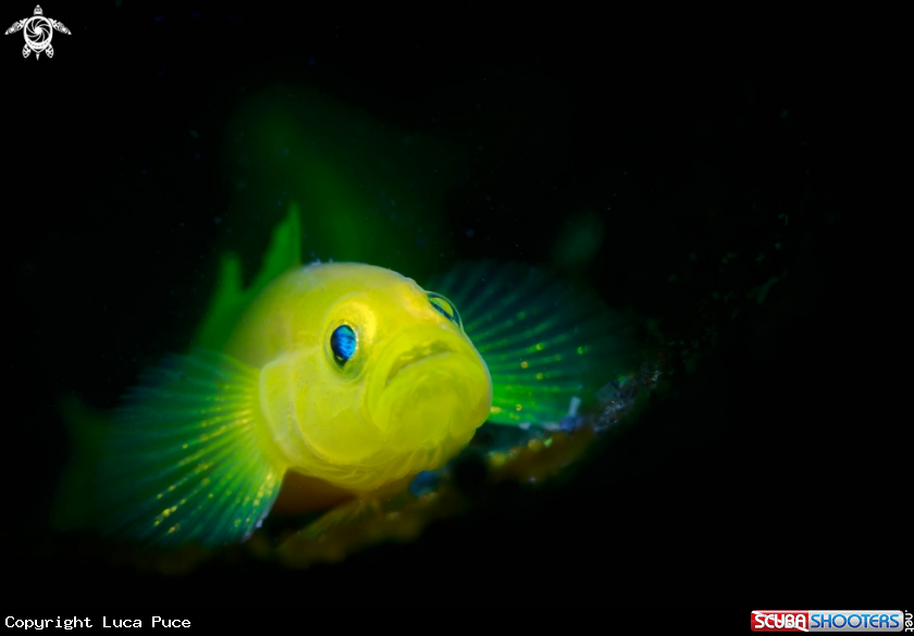 A  Yellow Gobi