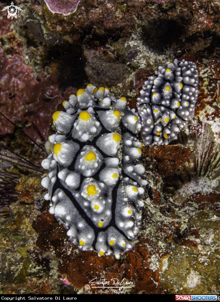 A Phyllidia 