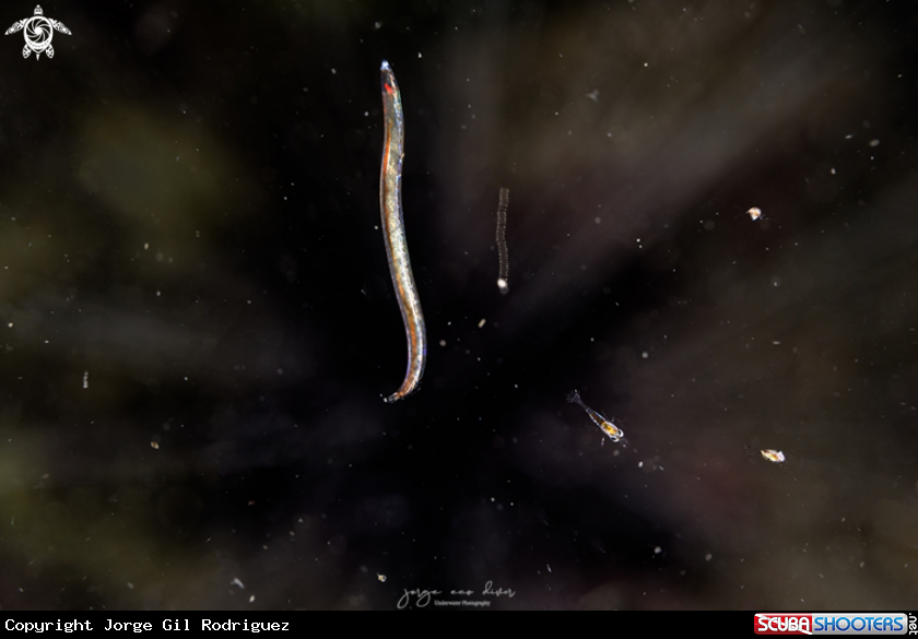 A species of worm and shrimp