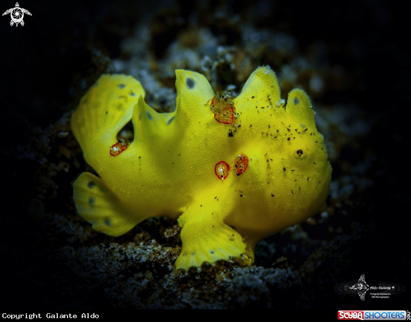 A Painted Frogfish Juvenil