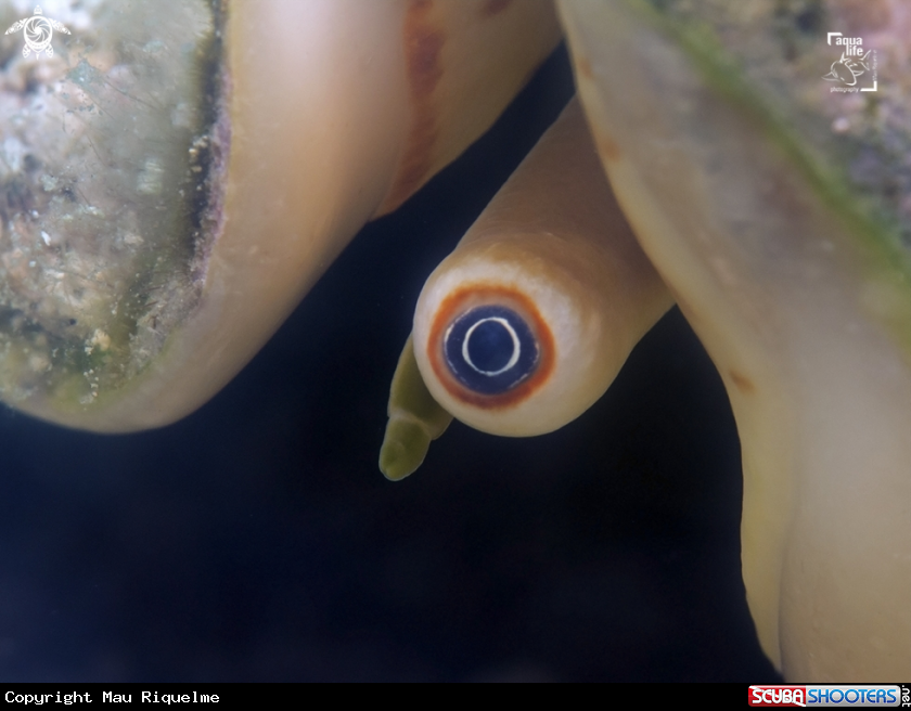 A Milk Conch
