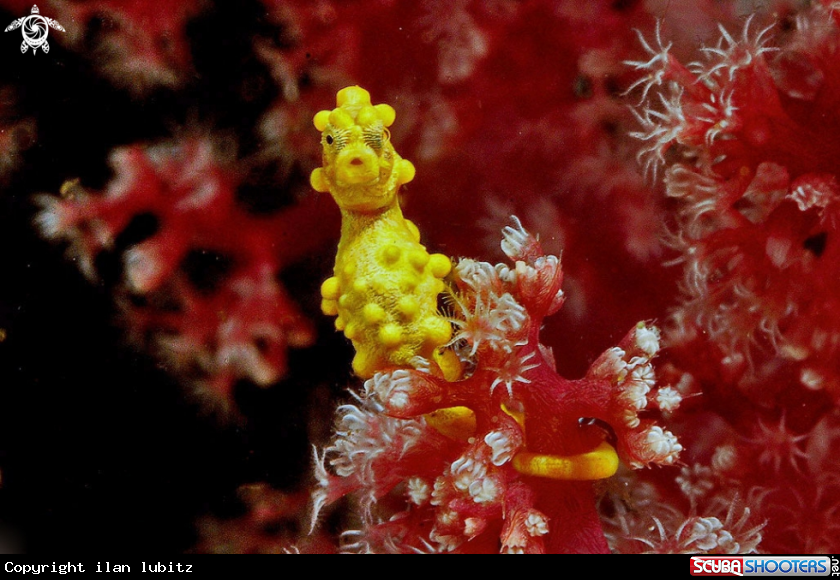 A pygmy sea horse