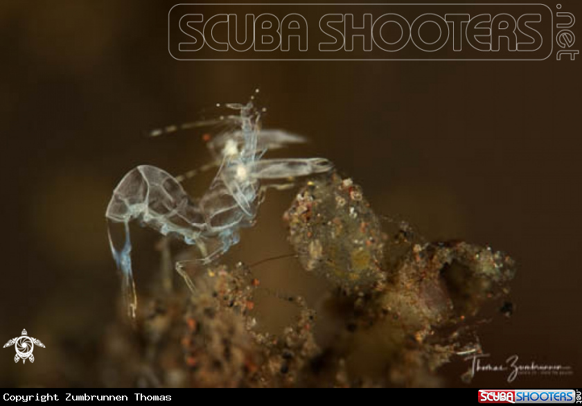 A Ghost Shrimp 