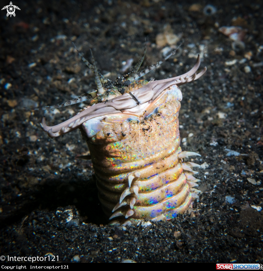 A Bobbit Worm