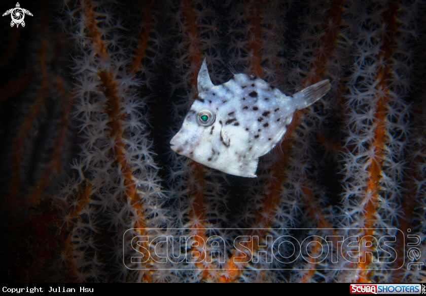 A Filefish