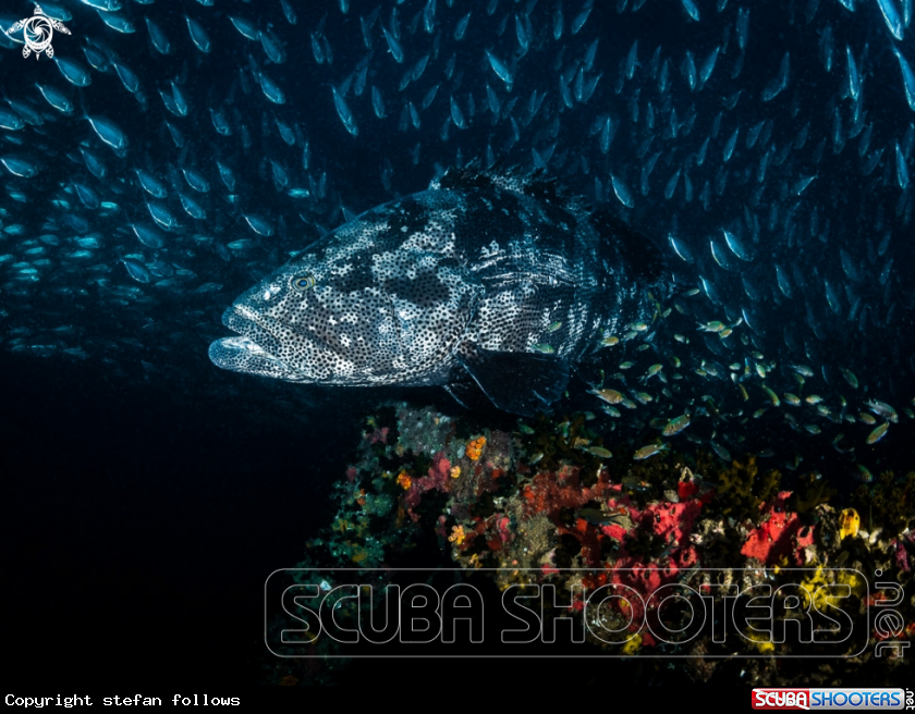 A Malabar Grouper