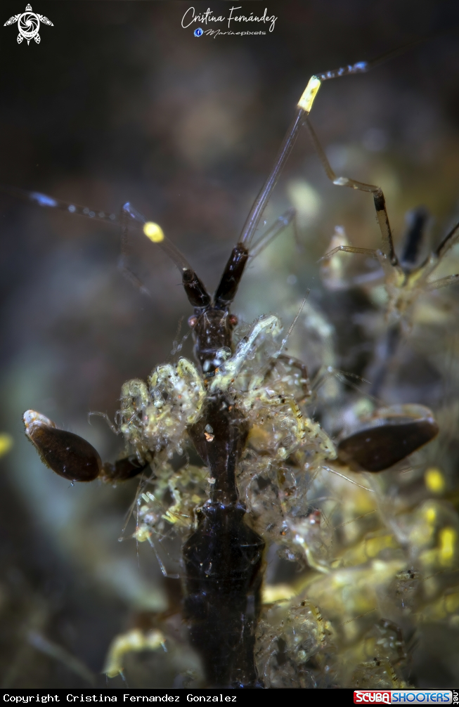 A Skeleton shrimp