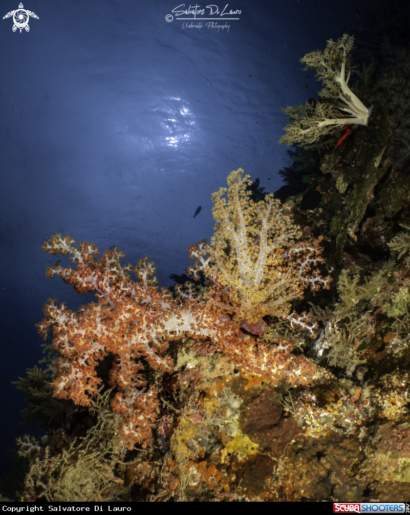 A Soft coral