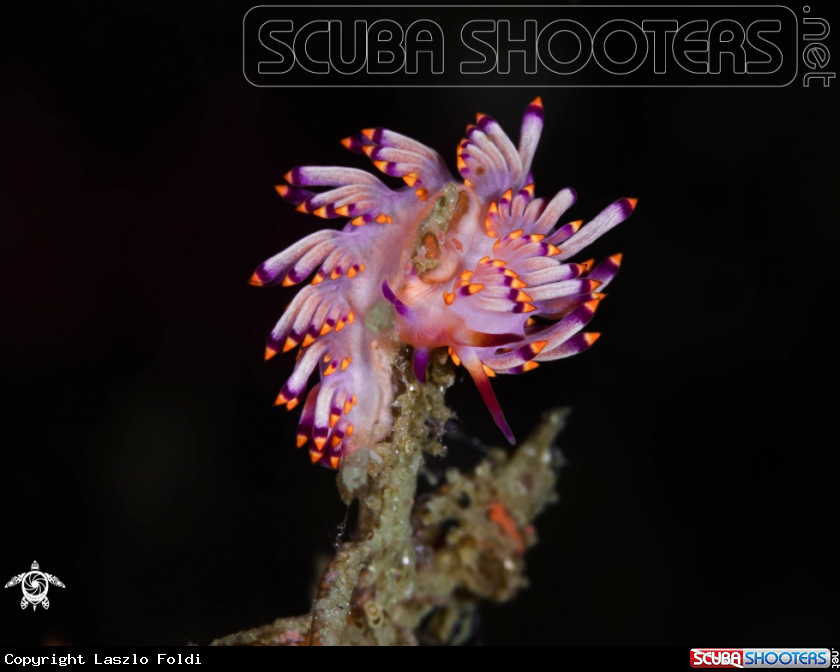 A Nudibranch