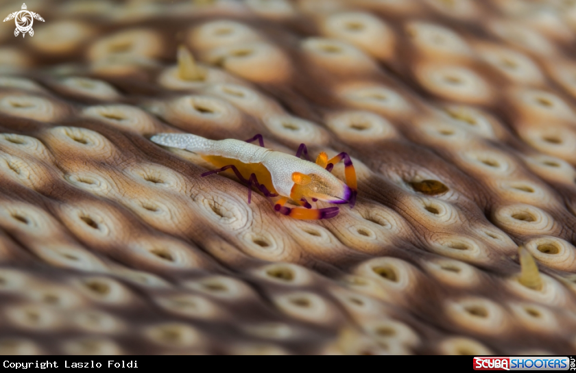 A Emperor shrimp