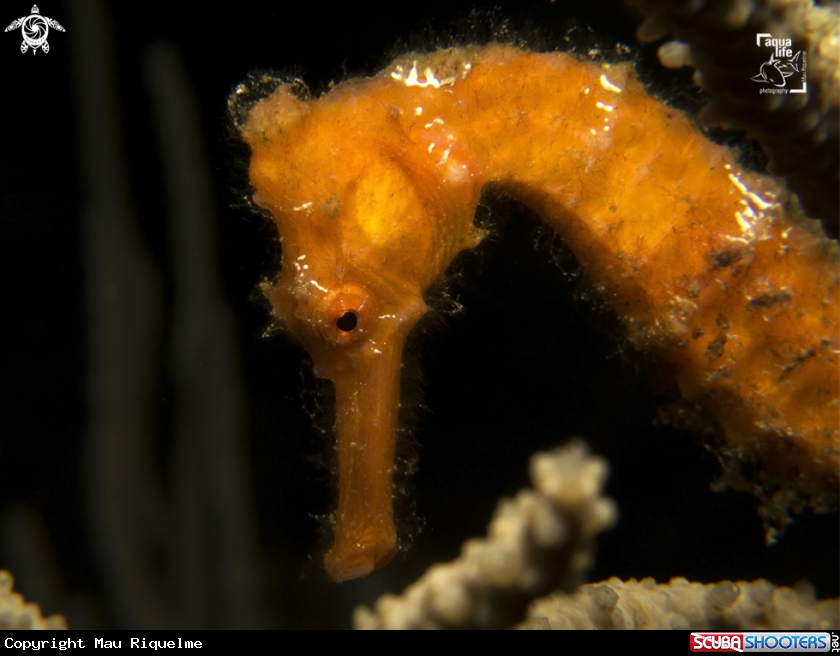 A Longsnout Seahorse