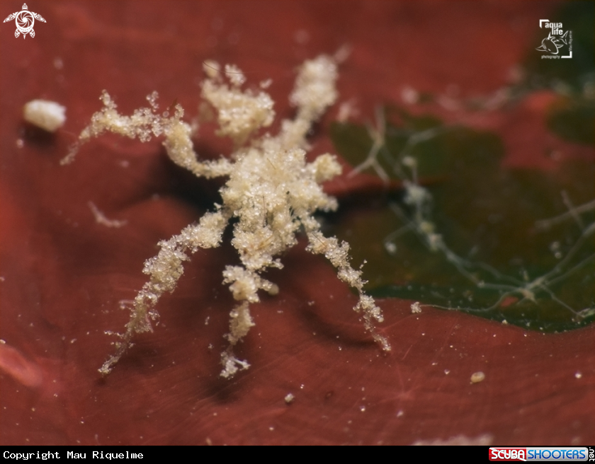 A Caribbean Sea Spider