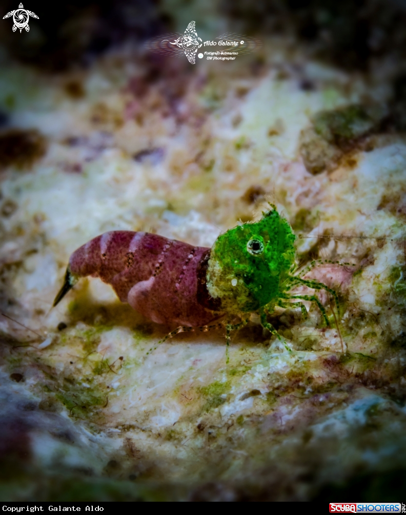 A Sashimi Shrimp