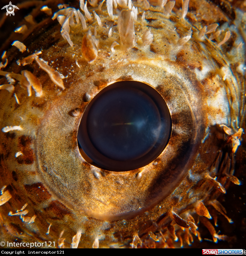 A Scorpionfish