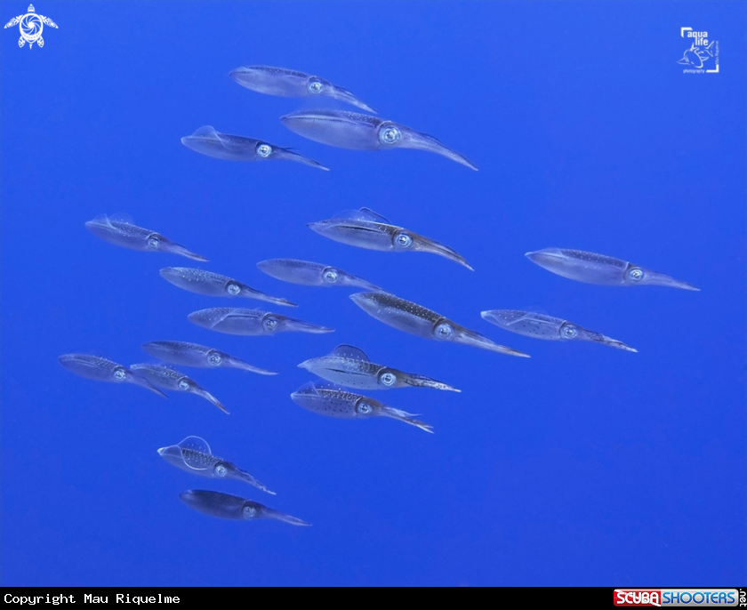 A Caribbean Reef Squids
