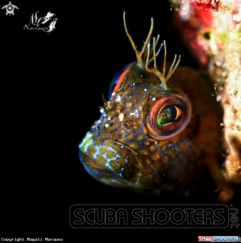A Seaweed blenny