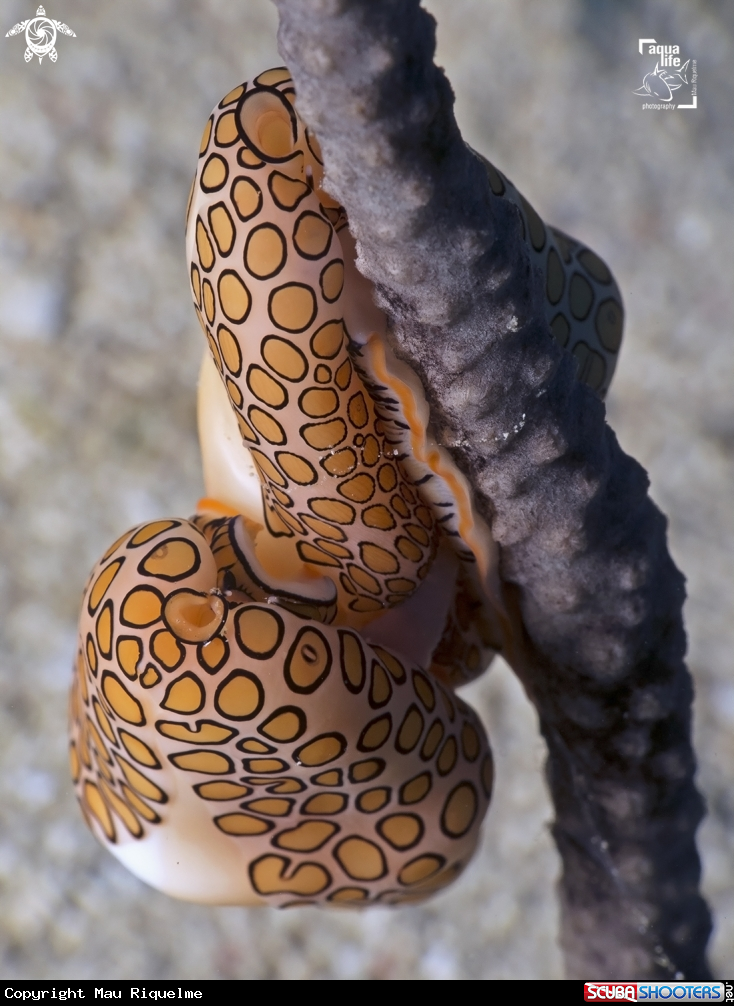 A Flamingo Tongue
