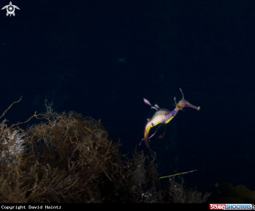 A Weedy Seadragon