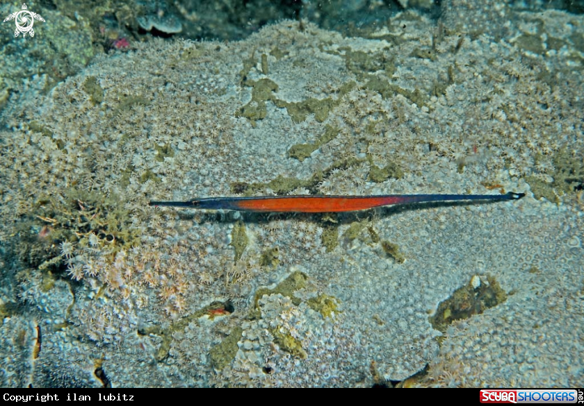 A pipe fish