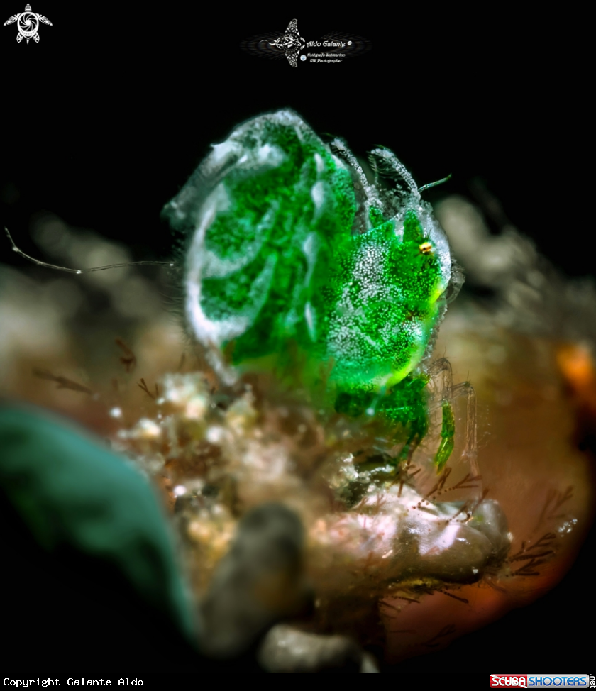 A Green Hairy Shrimp