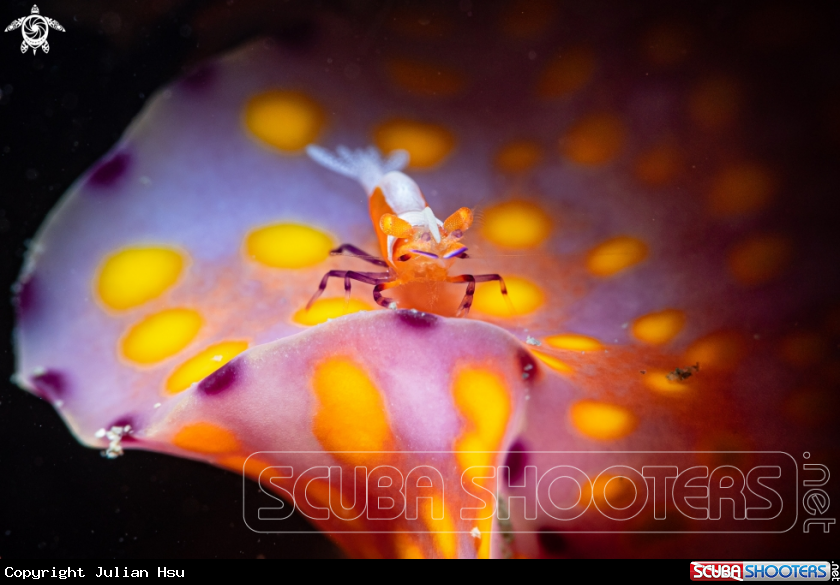A Periclimenes imperator