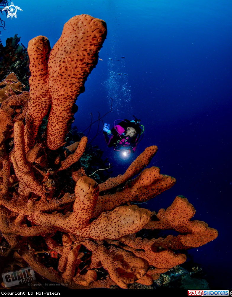 A Orange Sponges