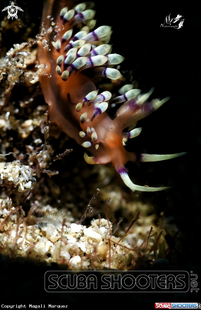 A Coryphellina Hamanni 