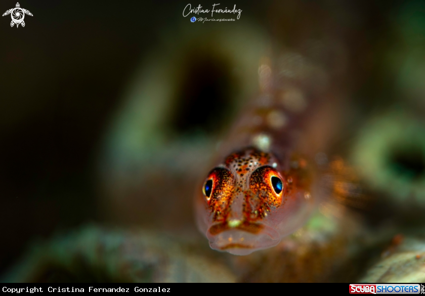 A Goby