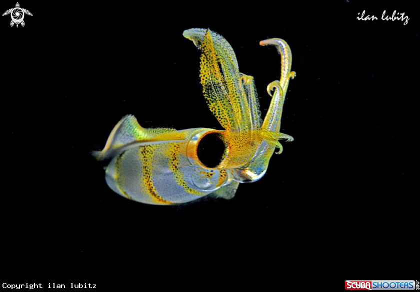 A squid